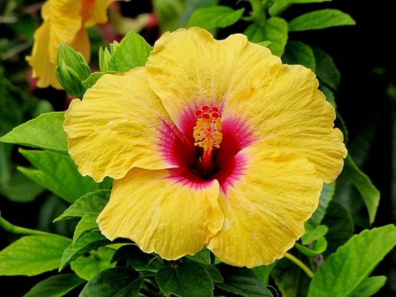 Hawaiian Yellow Hibiscus